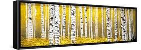 Panor Aspens Yellow Floor-Roderick E. Stevens-Framed Stretched Canvas