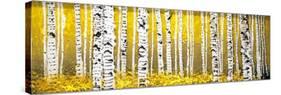 Panor Aspens Yellow Floor-Roderick E. Stevens-Stretched Canvas