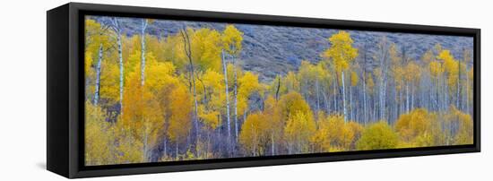 Panorama, Aspens, Winthrop, Western Washington, USA-Tom Norring-Framed Stretched Canvas