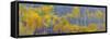 Panorama, Aspens, Winthrop, Western Washington, USA-Tom Norring-Framed Stretched Canvas