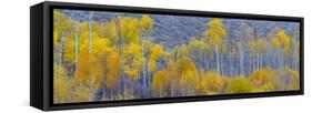 Panorama, Aspens, Winthrop, Western Washington, USA-Tom Norring-Framed Stretched Canvas