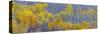 Panorama, Aspens, Winthrop, Western Washington, USA-Tom Norring-Stretched Canvas