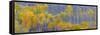 Panorama, Aspens, Winthrop, Western Washington, USA-Tom Norring-Framed Stretched Canvas