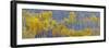 Panorama, Aspens, Winthrop, Western Washington, USA-Tom Norring-Framed Photographic Print