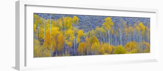 Panorama, Aspens, Winthrop, Western Washington, USA-Tom Norring-Framed Photographic Print