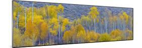 Panorama, Aspens, Winthrop, Western Washington, USA-Tom Norring-Mounted Photographic Print