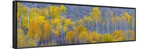 Panorama, Aspens, Winthrop, Western Washington, USA-Tom Norring-Framed Photographic Print