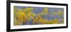 Panorama, Aspens, Winthrop, Western Washington, USA-Tom Norring-Framed Photographic Print