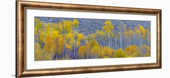 Panorama, Aspens, Winthrop, Western Washington, USA-Tom Norring-Framed Photographic Print