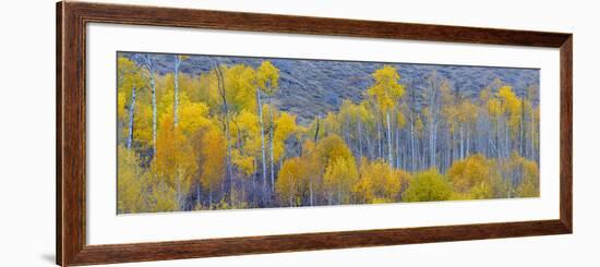 Panorama, Aspens, Winthrop, Western Washington, USA-Tom Norring-Framed Photographic Print