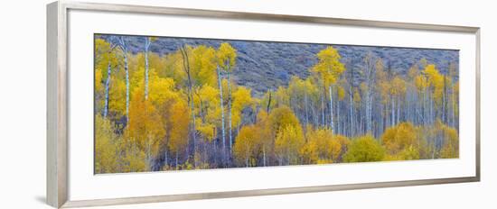 Panorama, Aspens, Winthrop, Western Washington, USA-Tom Norring-Framed Photographic Print