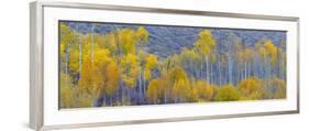 Panorama, Aspens, Winthrop, Western Washington, USA-Tom Norring-Framed Photographic Print