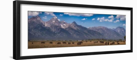 Panorama. Buffalo Herd with Grand Teton Mountains behind. Grand Teton National Park, Wyoming.-Tom Norring-Framed Photographic Print