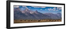 Panorama. Buffalo Herd with Grand Teton Mountains behind. Grand Teton National Park, Wyoming.-Tom Norring-Framed Photographic Print