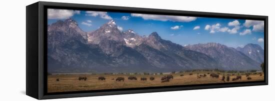 Panorama. Buffalo Herd with Grand Teton Mountains behind. Grand Teton National Park, Wyoming.-Tom Norring-Framed Stretched Canvas