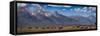 Panorama. Buffalo Herd with Grand Teton Mountains behind. Grand Teton National Park, Wyoming.-Tom Norring-Framed Stretched Canvas