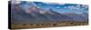 Panorama. Buffalo Herd with Grand Teton Mountains behind. Grand Teton National Park, Wyoming.-Tom Norring-Stretched Canvas