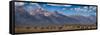 Panorama. Buffalo Herd with Grand Teton Mountains behind. Grand Teton National Park, Wyoming.-Tom Norring-Framed Stretched Canvas