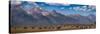 Panorama. Buffalo Herd with Grand Teton Mountains behind. Grand Teton National Park, Wyoming.-Tom Norring-Stretched Canvas