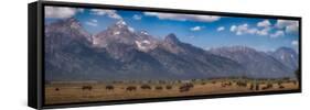 Panorama. Buffalo Herd with Grand Teton Mountains behind. Grand Teton National Park, Wyoming.-Tom Norring-Framed Stretched Canvas