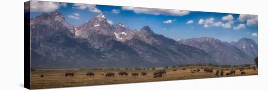 Panorama. Buffalo Herd with Grand Teton Mountains behind. Grand Teton National Park, Wyoming.-Tom Norring-Stretched Canvas