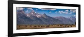 Panorama. Buffalo Herd with Grand Teton Mountains behind. Grand Teton National Park, Wyoming.-Tom Norring-Framed Photographic Print