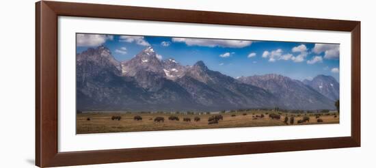 Panorama. Buffalo Herd with Grand Teton Mountains behind. Grand Teton National Park, Wyoming.-Tom Norring-Framed Photographic Print