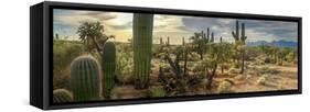 Panorama Desert Cactus - Saguaros and Cholla Cactus with a Mountain Background of a Hazy Cloudy Sky-Johnny Coate-Framed Stretched Canvas