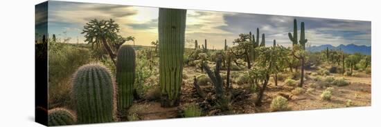 Panorama Desert Cactus - Saguaros and Cholla Cactus with a Mountain Background of a Hazy Cloudy Sky-Johnny Coate-Stretched Canvas