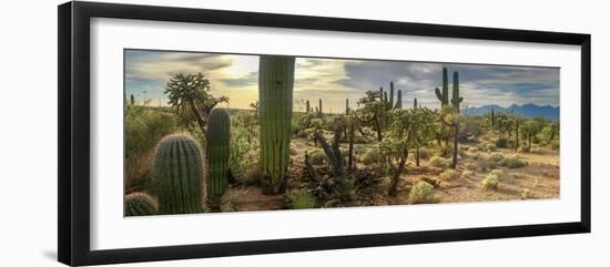 Panorama Desert Cactus - Saguaros and Cholla Cactus with a Mountain Background of a Hazy Cloudy Sky-Johnny Coate-Framed Photographic Print