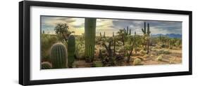 Panorama Desert Cactus - Saguaros and Cholla Cactus with a Mountain Background of a Hazy Cloudy Sky-Johnny Coate-Framed Photographic Print