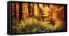 Panorama of a Beautiful Forest in Autumn Colours, with Warm Rays of Light Falling Unto a Path-Smileus Images-Framed Stretched Canvas