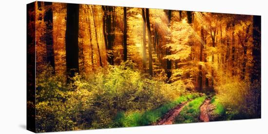 Panorama of a Beautiful Forest in Autumn Colours, with Warm Rays of Light Falling Unto a Path-Smileus Images-Stretched Canvas