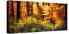 Panorama of a Beautiful Forest in Autumn Colours, with Warm Rays of Light Falling Unto a Path-Smileus Images-Stretched Canvas