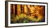 Panorama of a Beautiful Forest in Autumn Colours, with Warm Rays of Light Falling Unto a Path-Smileus Images-Framed Photographic Print