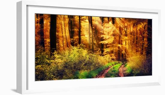 Panorama of a Beautiful Forest in Autumn Colours, with Warm Rays of Light Falling Unto a Path-Smileus Images-Framed Photographic Print