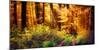 Panorama of a Beautiful Forest in Autumn Colours, with Warm Rays of Light Falling Unto a Path-Smileus Images-Mounted Photographic Print