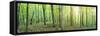 Panorama of a Green Summer Forest-Olegkalina-Framed Stretched Canvas