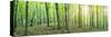 Panorama of a Green Summer Forest-Olegkalina-Stretched Canvas