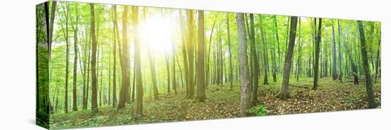 Panorama of a Green Summer Forest-Olegkalina-Stretched Canvas