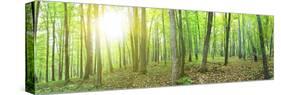 Panorama of a Green Summer Forest-Olegkalina-Stretched Canvas