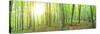 Panorama of a Green Summer Forest-Olegkalina-Stretched Canvas