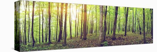 Panorama of a Green Summer Forest-Olegkalina-Stretched Canvas
