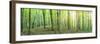 Panorama of a Green Summer Forest-Olegkalina-Framed Photographic Print