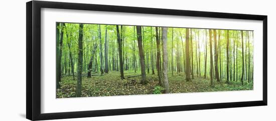 Panorama of a Green Summer Forest-Olegkalina-Framed Photographic Print