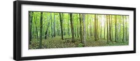 Panorama of a Green Summer Forest-Olegkalina-Framed Photographic Print