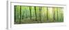 Panorama of a Green Summer Forest-Olegkalina-Framed Photographic Print