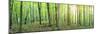 Panorama of a Green Summer Forest-Olegkalina-Mounted Photographic Print