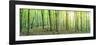 Panorama of a Green Summer Forest-Olegkalina-Framed Photographic Print