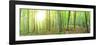 Panorama of a Green Summer Forest-Olegkalina-Framed Photographic Print